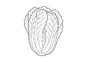 白菜の塗り絵