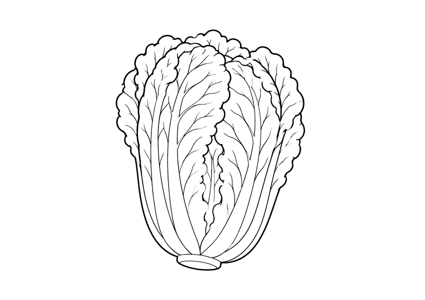 白菜の塗り絵