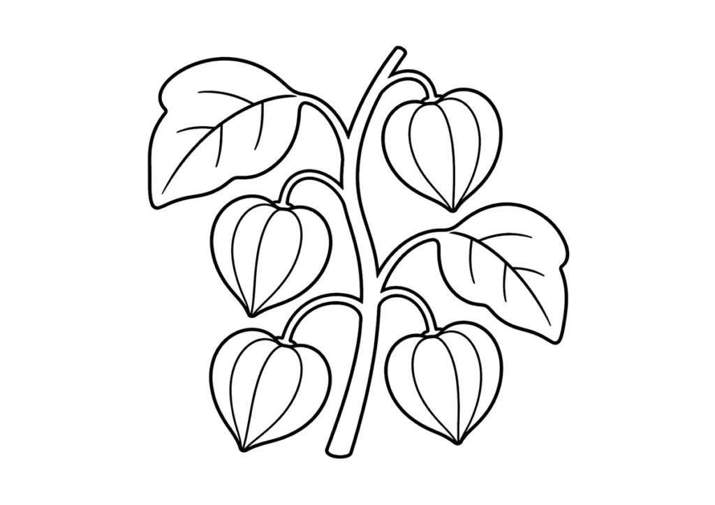 ほおずきの塗り絵
