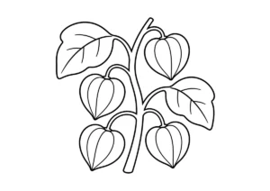 ほおずきの塗り絵