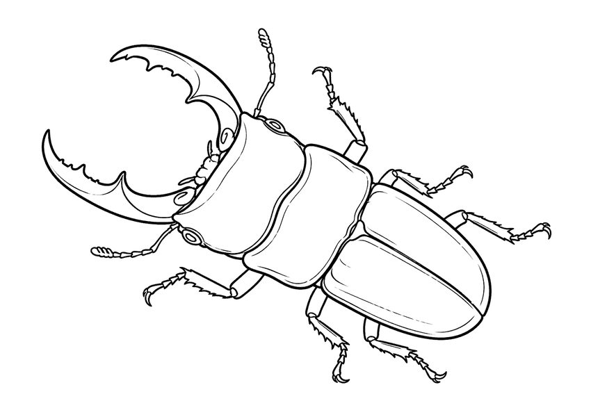 ヒラタクワガタの塗り絵