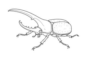 ヘラクレスオオカブトの塗り絵