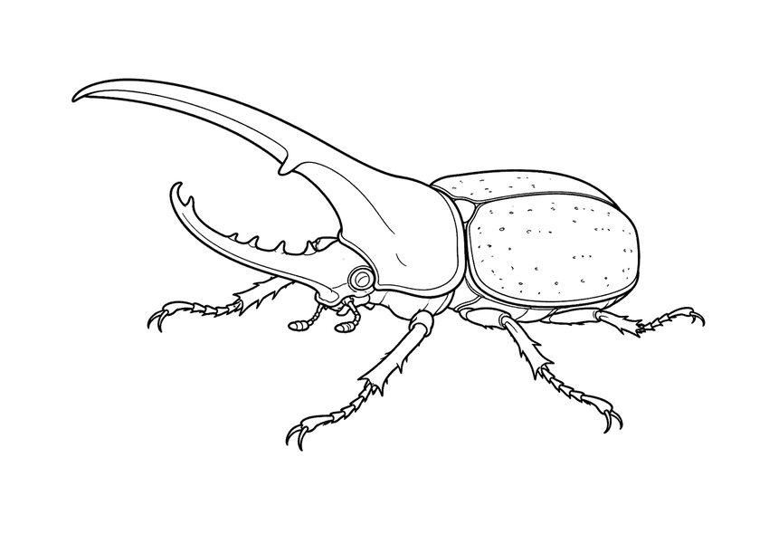 ヘラクレスオオカブトの塗り絵