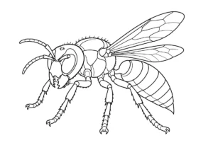 スズメバチの塗り絵