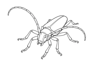 カミキリムシの塗り絵