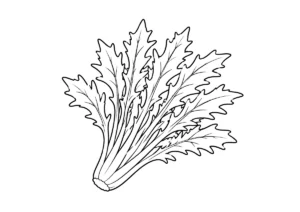 水菜の塗り絵