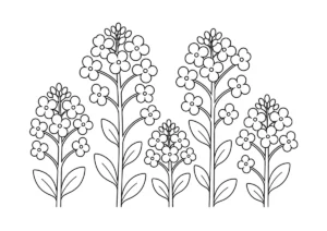 菜の花の塗り絵