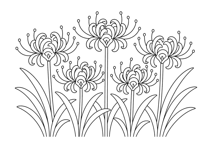 彼岸花の塗り絵