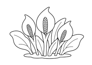 水芭蕉の塗り絵
