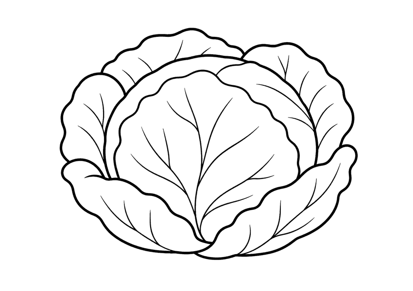 キャベツの塗り絵
