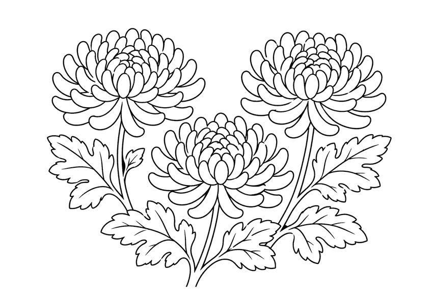 菊の塗り絵