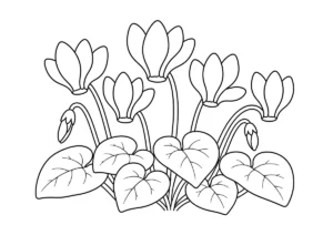 シクラメンの塗り絵
