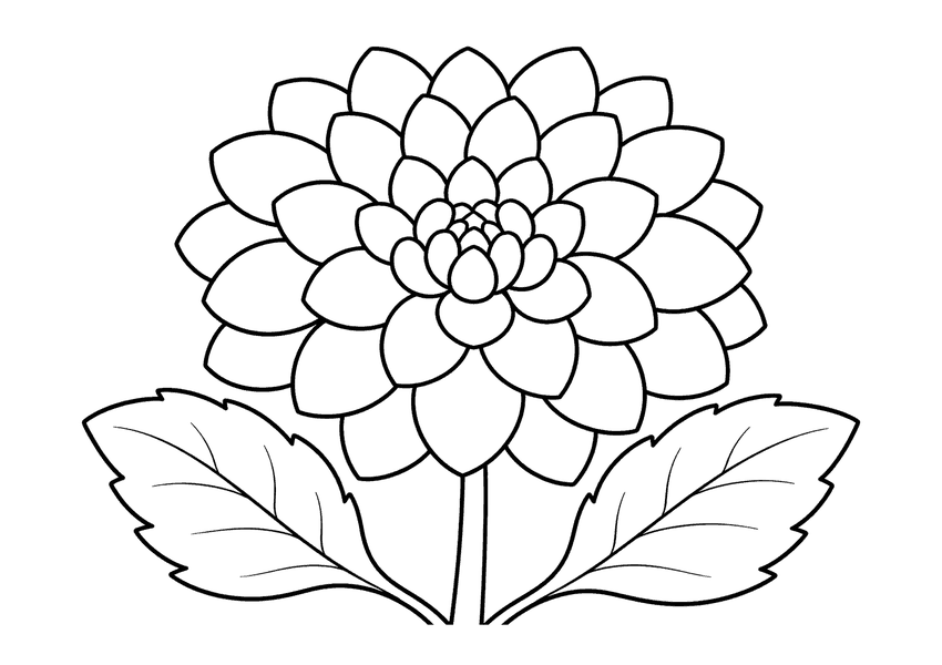 ダリアの塗り絵