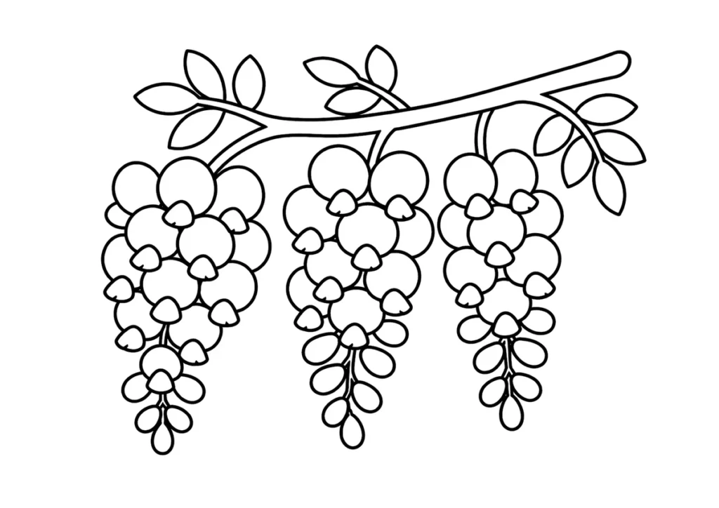 藤の花の塗り絵