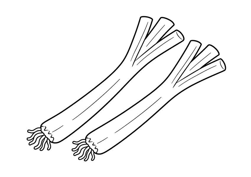 長ネギの塗り絵