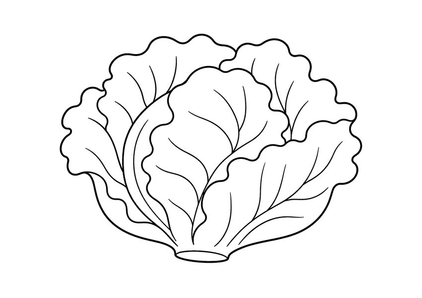 レタスの塗り絵