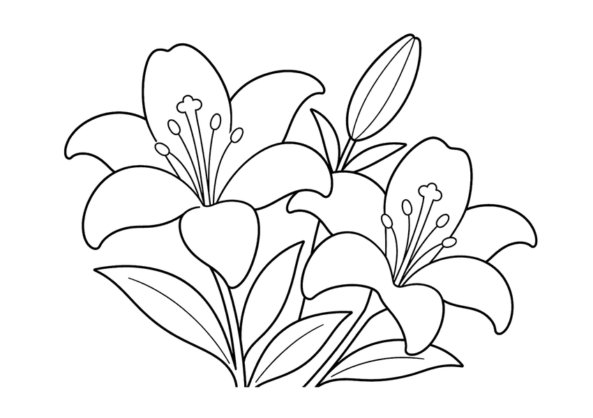 ユリの塗り絵