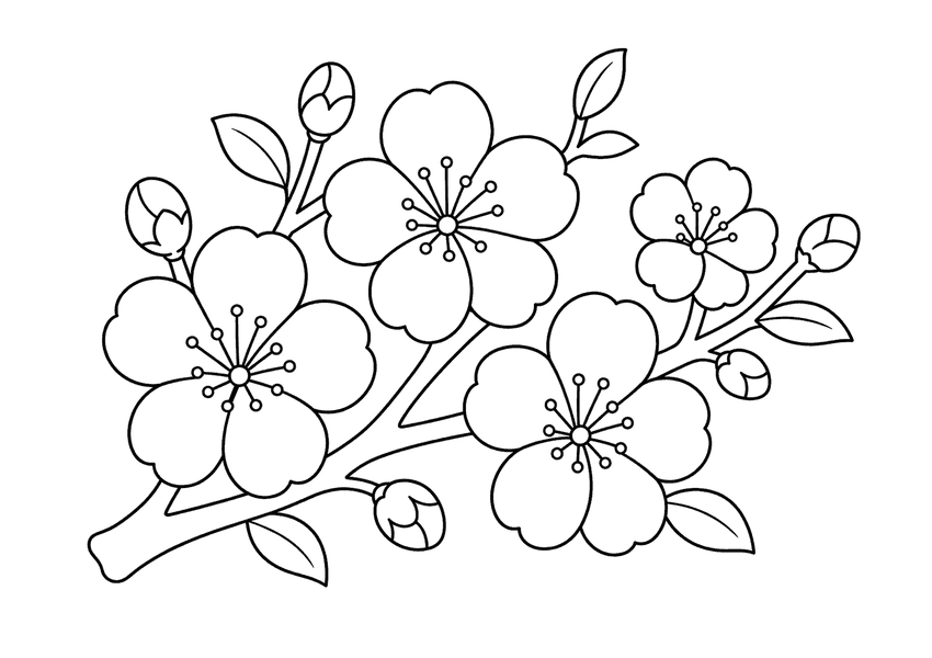 桃の花の塗り絵