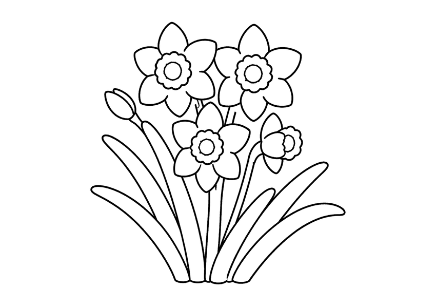 水仙の塗り絵