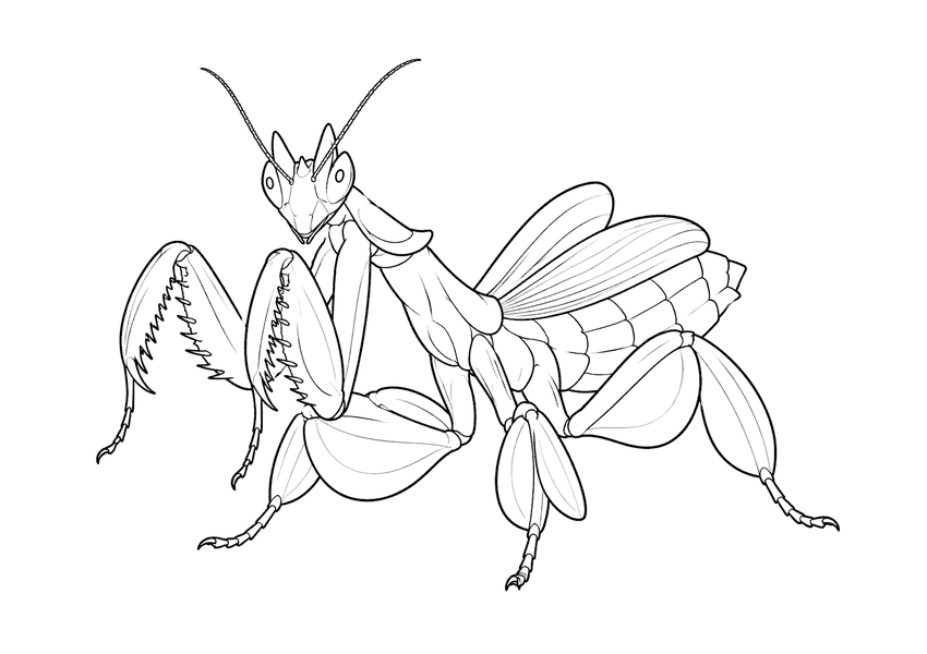 ハナカマキリの塗り絵