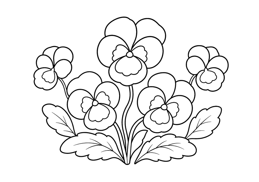パンジーの塗り絵