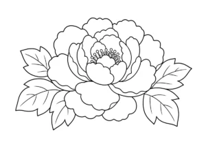 牡丹の塗り絵